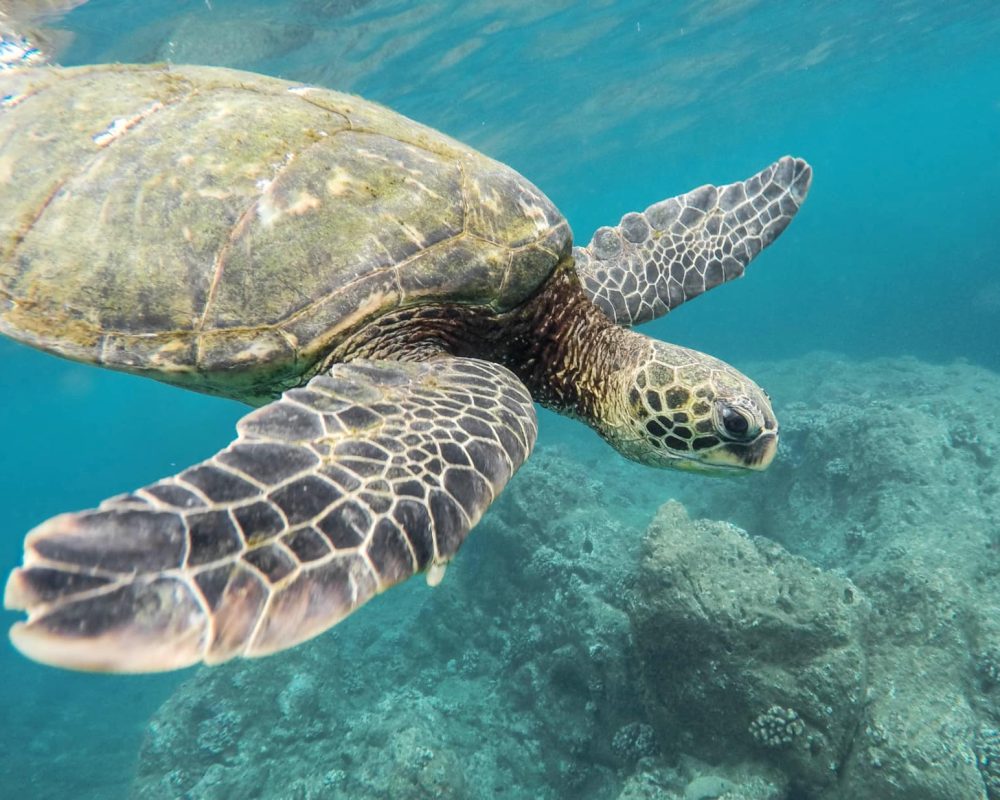 beautiful-closeup-shot-of-large-turtle-swimming-underwater-in-the-ocean