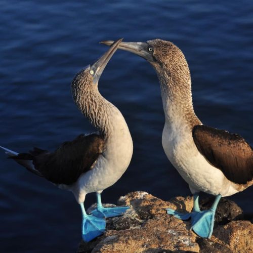 blue-footed-boobie