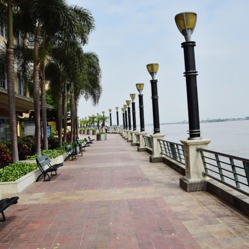 palm-trees-along-the-embankment-in-the-park-on-the-malecon-2000-in-guayaquil