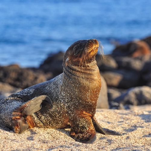 sea-lion-on-the-beach