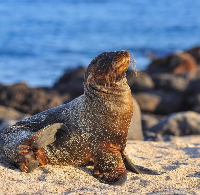 sea-lion-on-the-beach