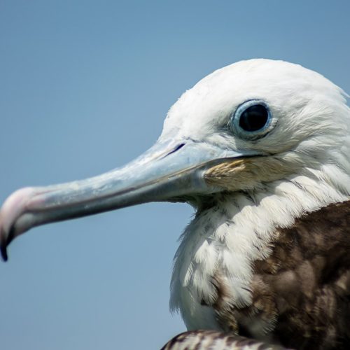 selective-focus-shot-of-pelican-in-the-galapagos-islands-santa-cruz-island-in-ecuador