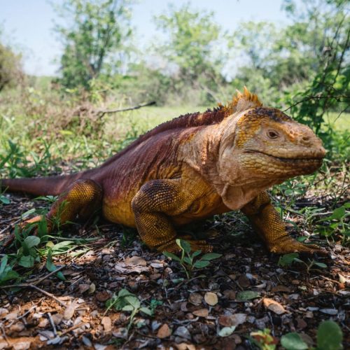 the-galapagos-land-iguana-on-the-galapagos-islands